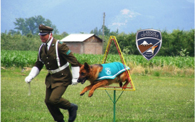 Cuadro Canino de Carabineros
