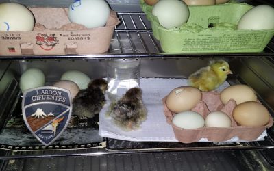 Proyecto de Pollito de Desarrollo Embrionario en Incubadora